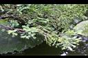 偃柏-針-線葉2.jpg