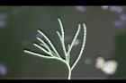 偃柏-線形葉1.jpg
