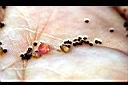 假人參-種子02.JPG