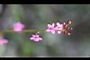 假人參-花0.JPG