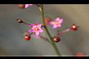 假人參-花1.JPG