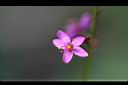 假人參-花3.JPG
