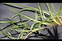 假儉草-葉00.JPG