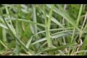 假儉草-葉鞘00.JPG