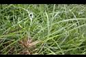 假儉草-葉鞘01.JPG