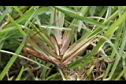 假儉草-葉鞘04.JPG