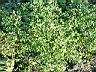 假吐金菊20.JPG