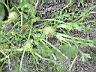 假吐金菊3.JPG