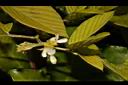 假木豆-花04.jpg