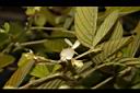 假木豆-花05.jpg