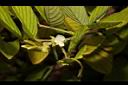 假木豆-花06.jpg