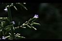 山苦藚-花04.JPG