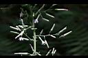 山苦藚-花09.JPG