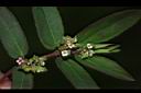 假紫斑大戟-花實00.JPG