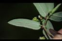 假紫斑大戟-葉背01.JPG
