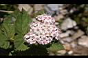 假繡線菊-花06.jpg