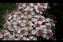 假繡線菊-花11.jpg