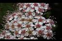 假繡線菊-花12.jpg