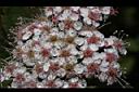 假繡線菊-花13.jpg