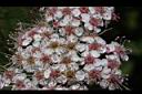 假繡線菊-花14.jpg