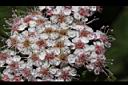假繡線菊-花15.jpg