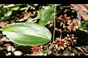 假菝契-花01.jpg