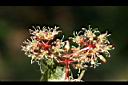 假菝契-花14.jpg