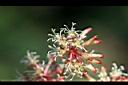 假菝契-花23.jpg