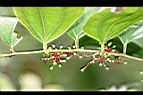 假菝契-幼果01.jpg