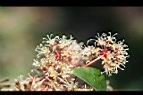 假菝契-花15.jpg