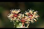 假菝契-花17.jpg