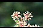 假菝契-花18.jpg