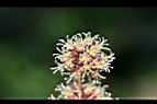 假菝契-花24.jpg