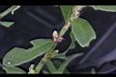 假萹蓄-花7.jpg