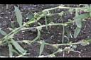 假萹蓄-莖2.jpg