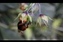 假酸漿-花01.JPG