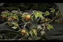假酸漿-花序02.JPG