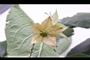 假酸漿-花萼03.JPG
