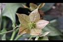 假酸漿-花萼04.JPG