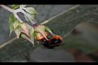 假酸漿-花07.JPG