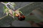 假酸漿-花08.JPG