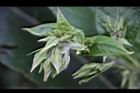 假酸漿-花苞01.JPG