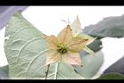 假酸漿-花萼09.JPG