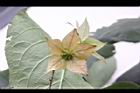 假酸漿-花萼10.JPG