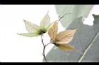 假酸漿-花萼14.JPG