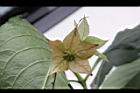 假酸漿-花萼15.JPG