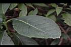 假酸漿-葉00.JPG