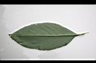 假酸漿-葉背07.JPG