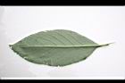 假酸漿-葉背08.JPG