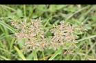 假香附子-果序07.JPG
